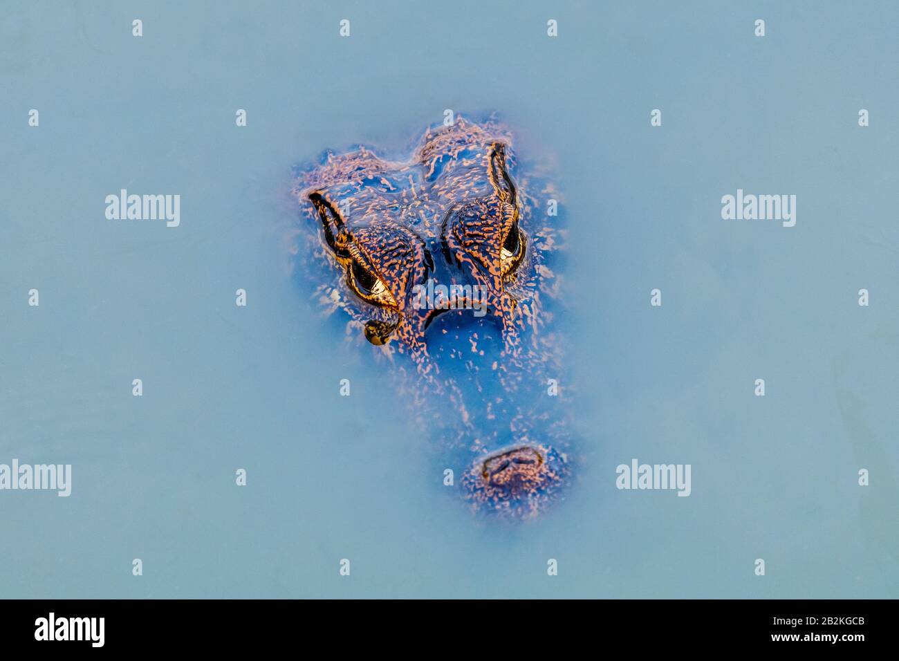 Yacaré Caiman Lauert in den Gewässern der Pantanal Wetlands in Brasilien Stockfoto