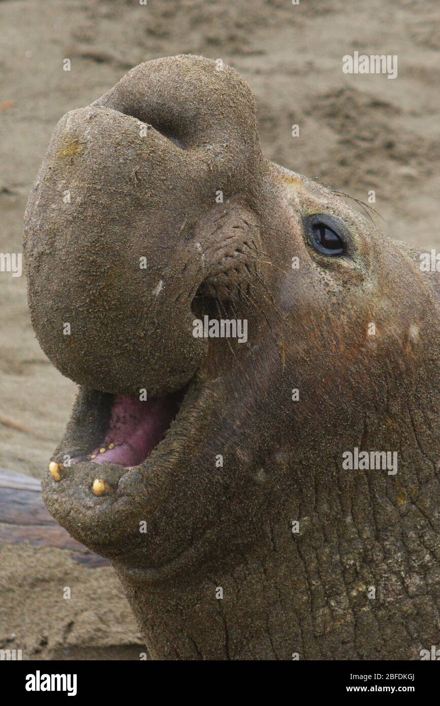 Ein Elefantenbulle (Mirounga angustirostris) brüllt, um seine Herrschaft über sein Territorium zu verkünden. Kalifornische Küste. Stockfoto