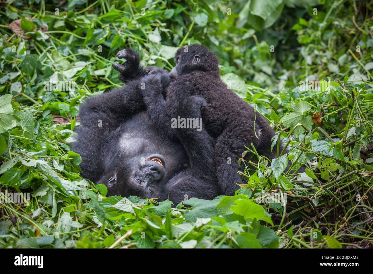 Mutter und Baby Gorillas spielen in der Wildnis Nationalpark Demokratische Republik Kongo grünen Wald Stockfoto