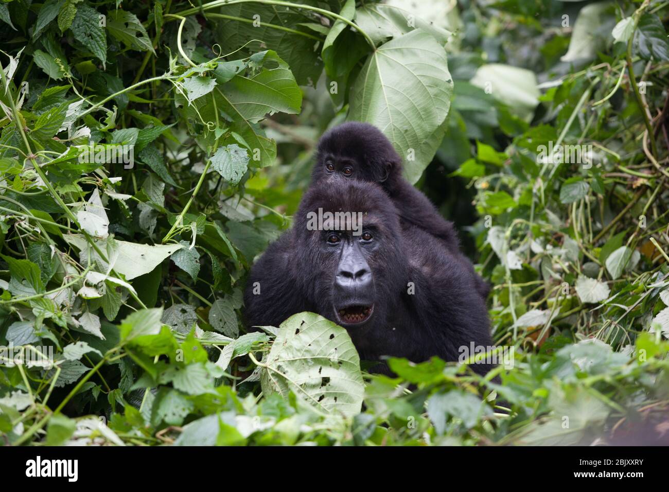 Mutter und Baby Gorillas spielen in der Wildnis Nationalpark Demokratische Republik Kongo grünen Wald Stockfoto