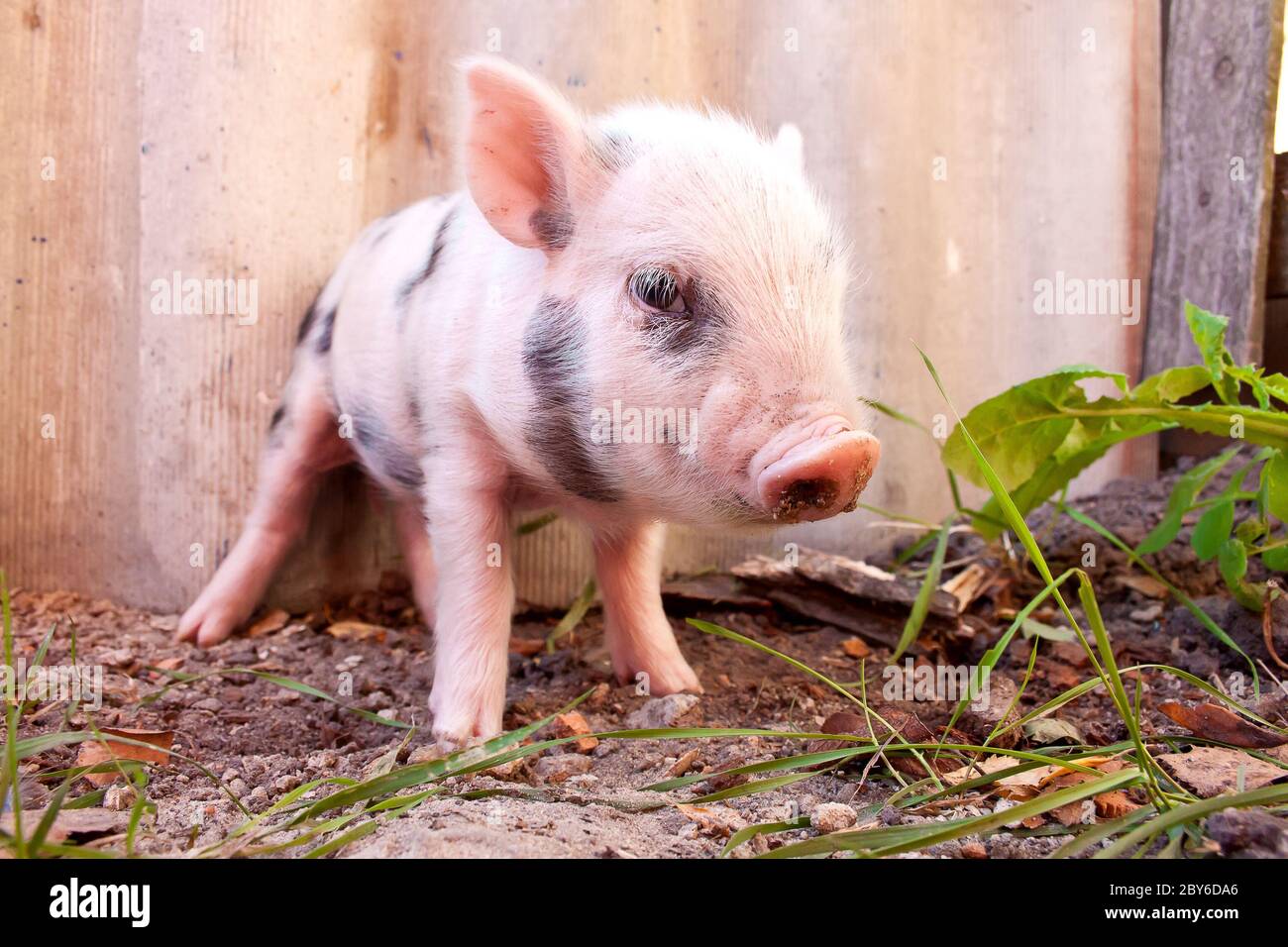 Nahaufnahme eines süßen schlammigen Ferkel, das draußen auf der Farm herumläuft Stockfoto