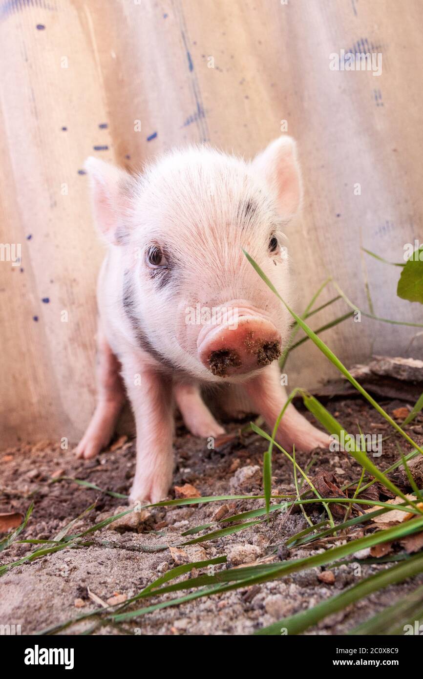 Nahaufnahme eines süßen schlammigen Ferkel, das draußen auf der Farm herumläuft Stockfoto