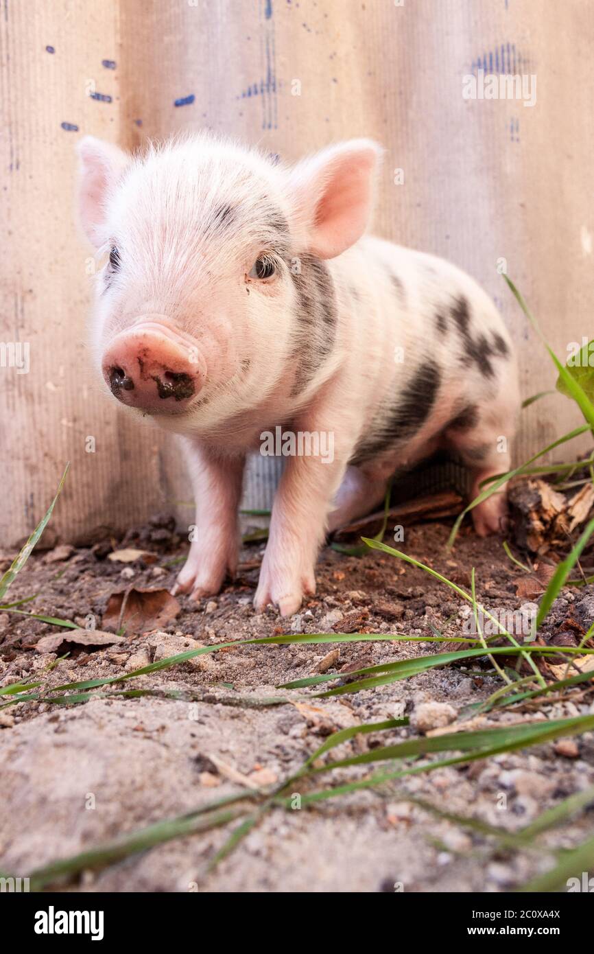 Nahaufnahme eines süßen schlammigen Ferkel, das draußen auf der Farm herumläuft Stockfoto