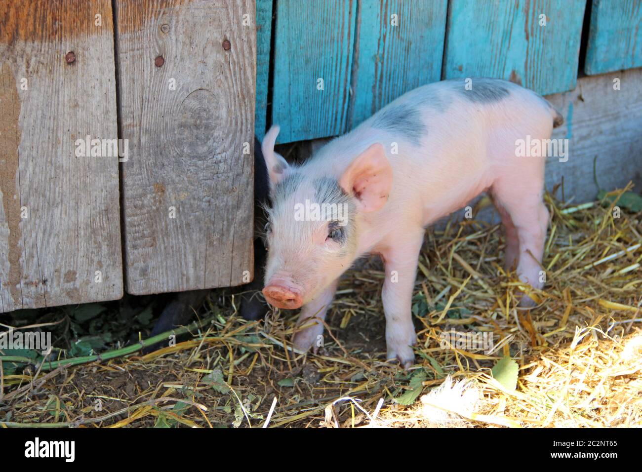 Kleine Ferkel jolly auf Hof. Rosa Ferkel stehend auf sraw Stockfoto