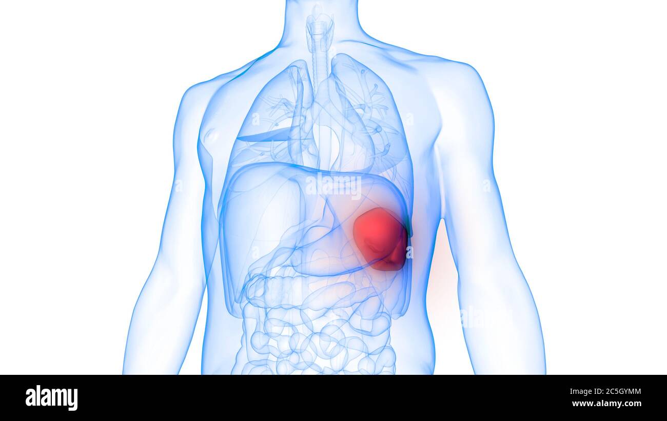 Anatomie Der Menschlichen Inneren Organe Der Milz Stockfoto