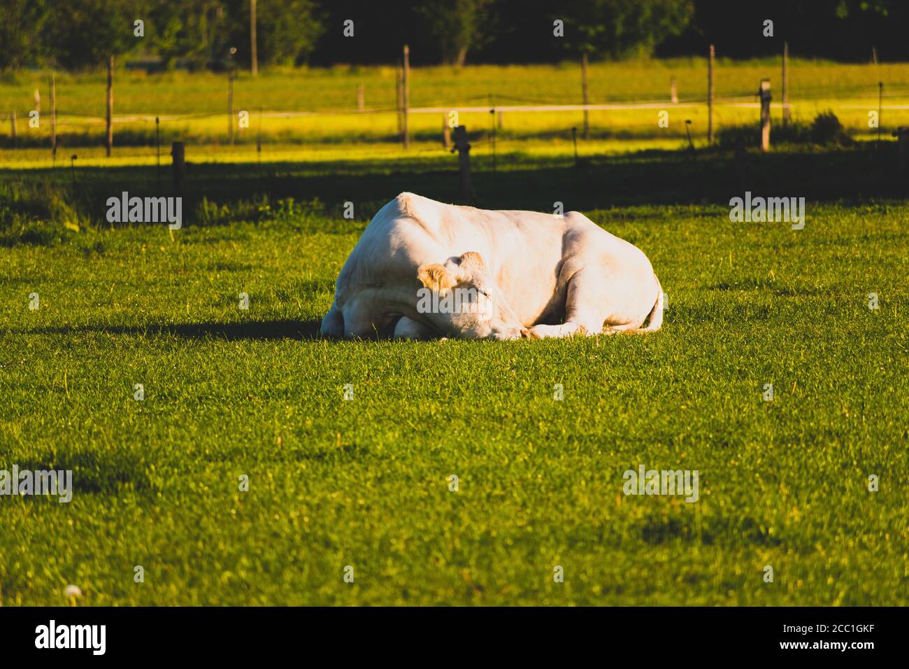 Low-Angle-Aufnahme einer belgischen blauen Kuh, die darin liegt Grasland Stockfoto