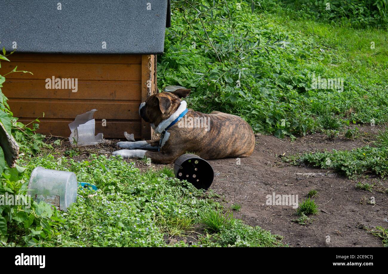 Hund vor dem Hundehaus. Vor seiner Hütte steht er dem Fotografen gegenüber. Stockfoto