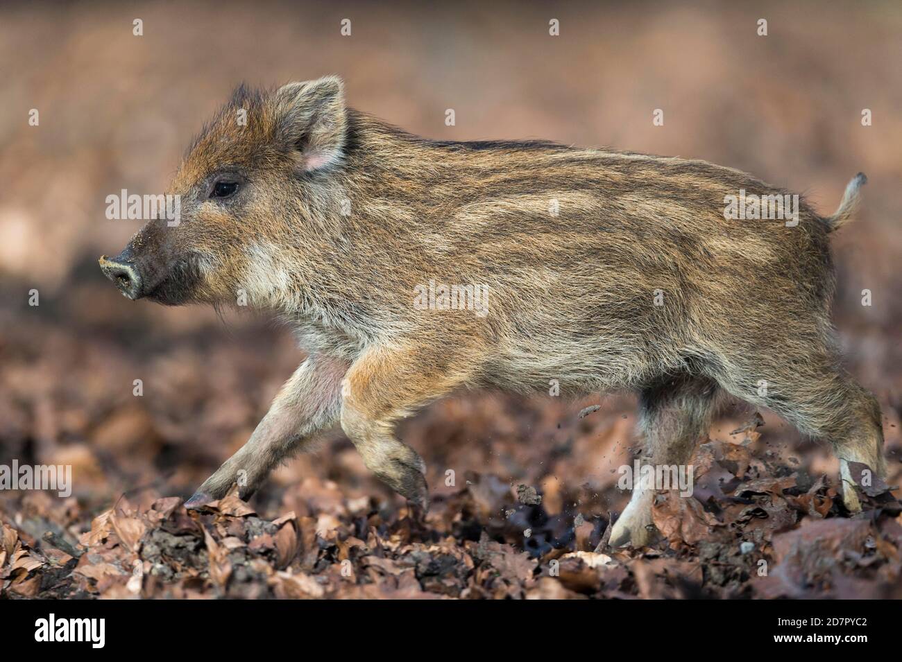 Wildschwein (Sus scrofa) Laufjunge, Teutoburger Wald, Niedersachsen, Deutschland Stockfoto