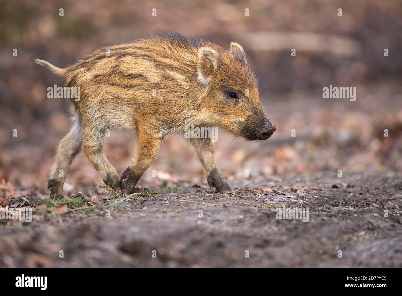 Wildschwein (Sus scrofa) Laufjunge, Teutoburger Wald, Niedersachsen, Deutschland Stockfoto