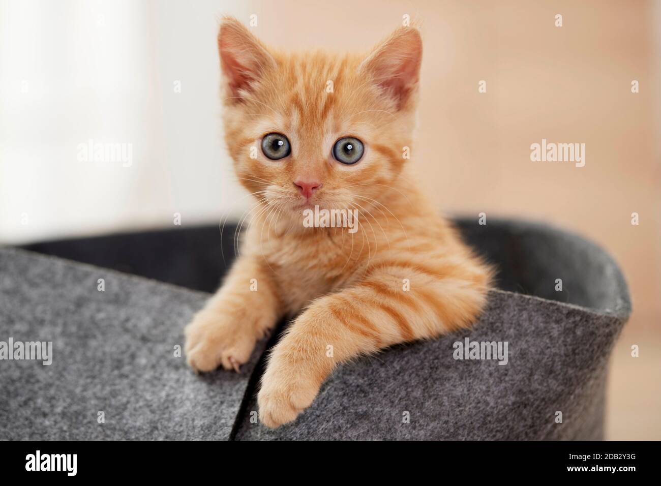 Hauskatze. Kätzchen in einem Tierbett. Deutschland Stockfoto