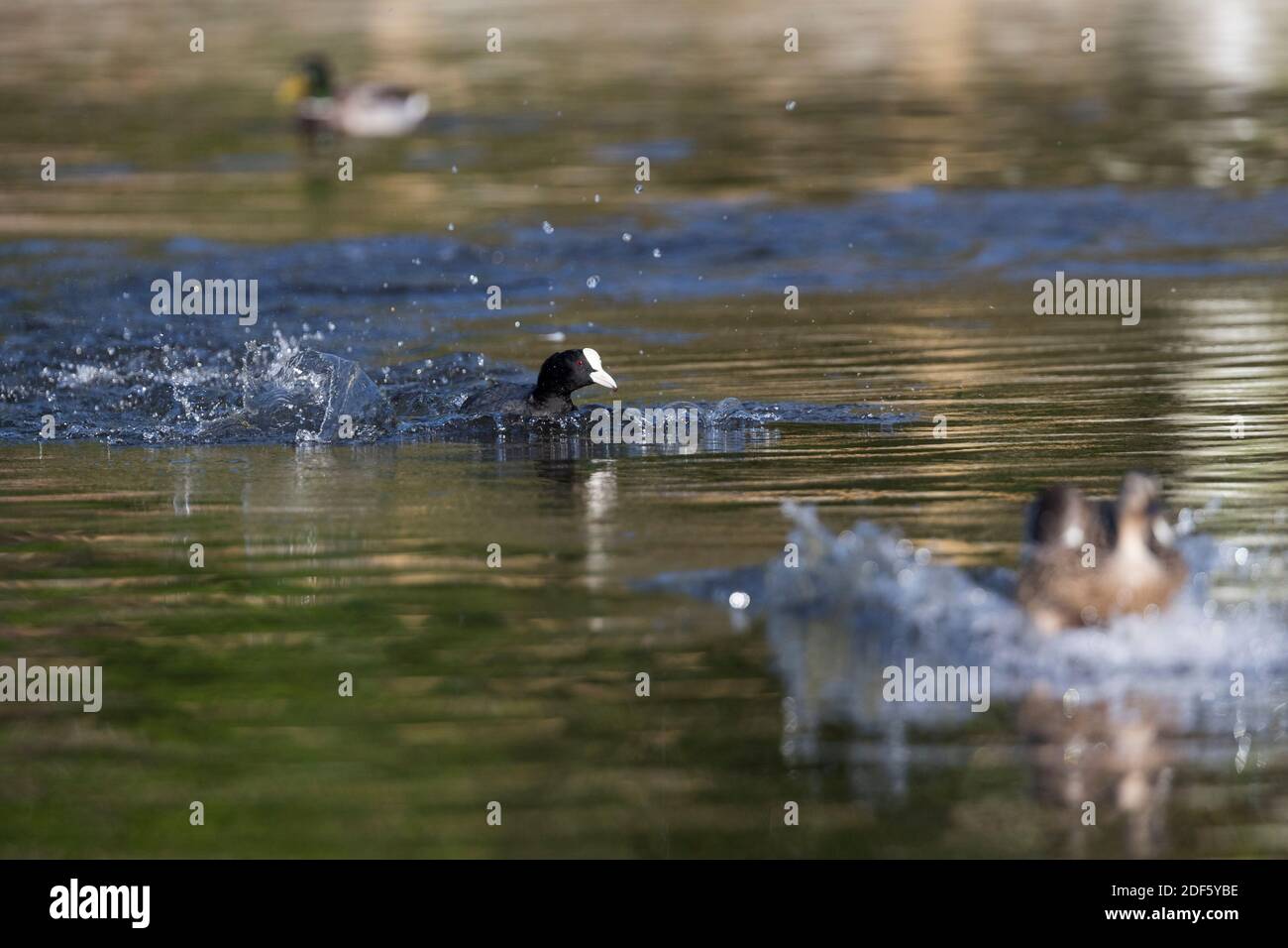 Coot; Fulica atra; Aggression; Großbritannien Stockfoto