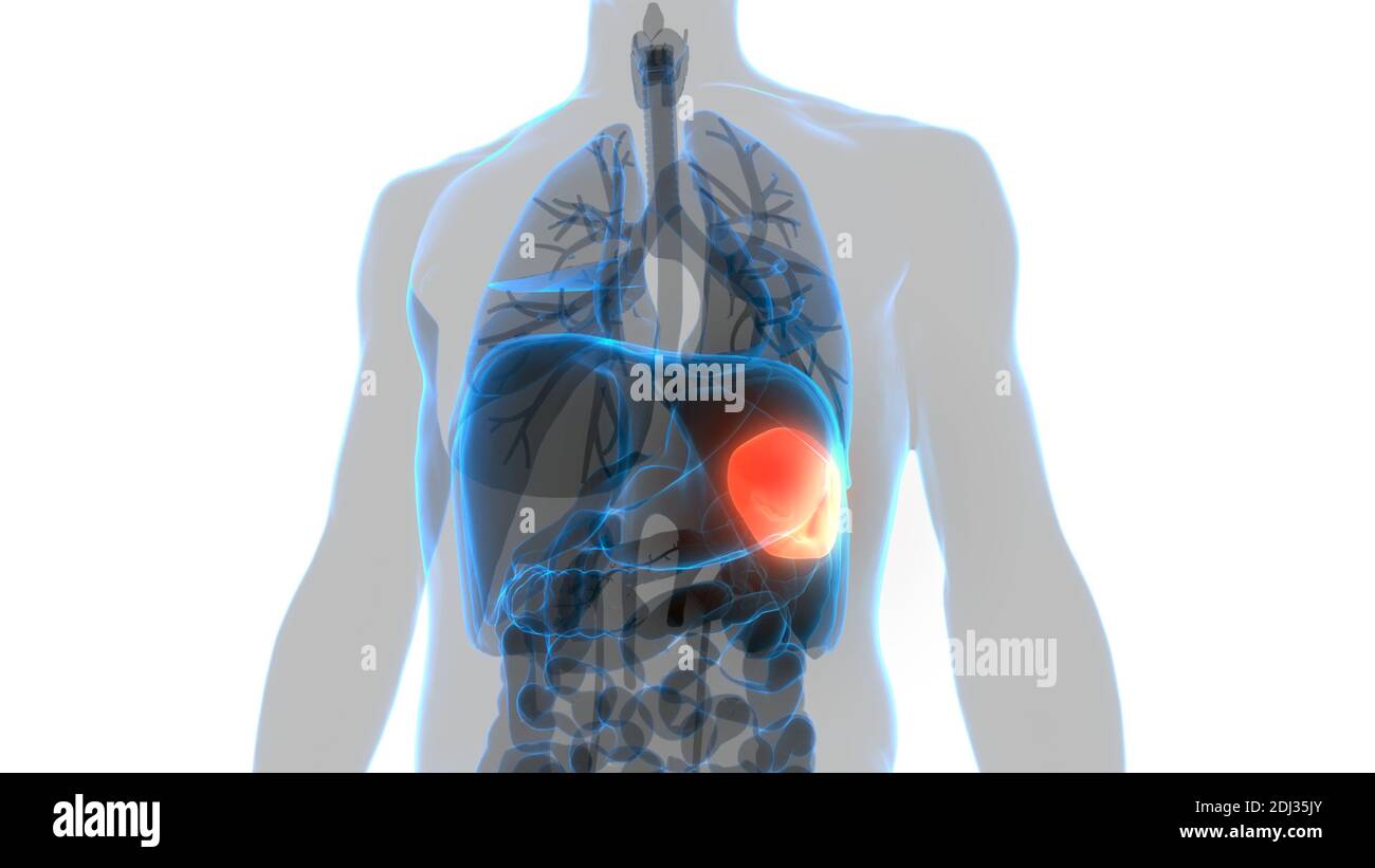 Anatomie Der Menschlichen Inneren Organe Der Milz Stockfoto