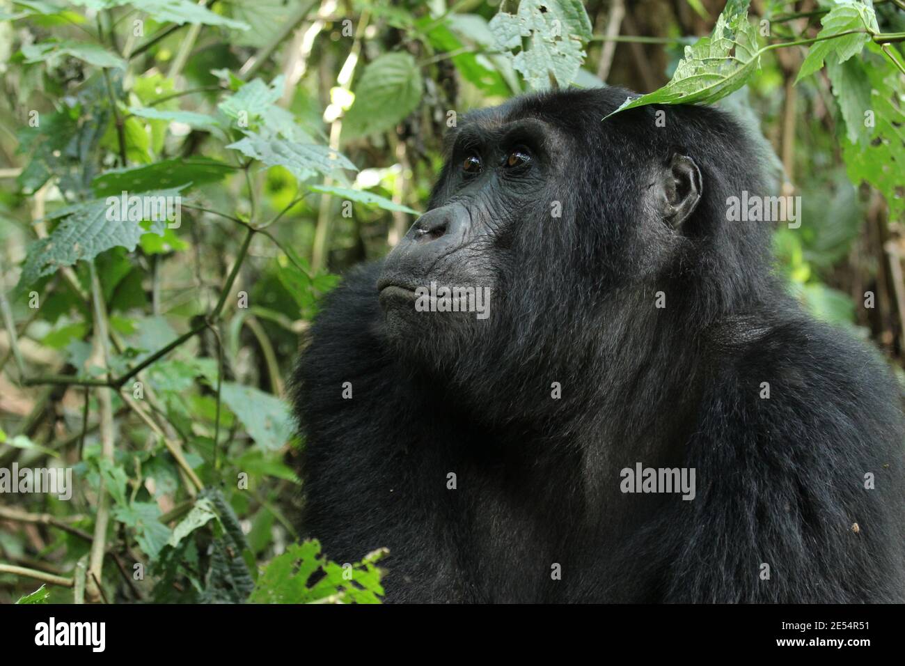 Ein Berggorilla schaut durch das Laub im Bwindi Undurchdringlicher Wald in Uganda Stockfoto