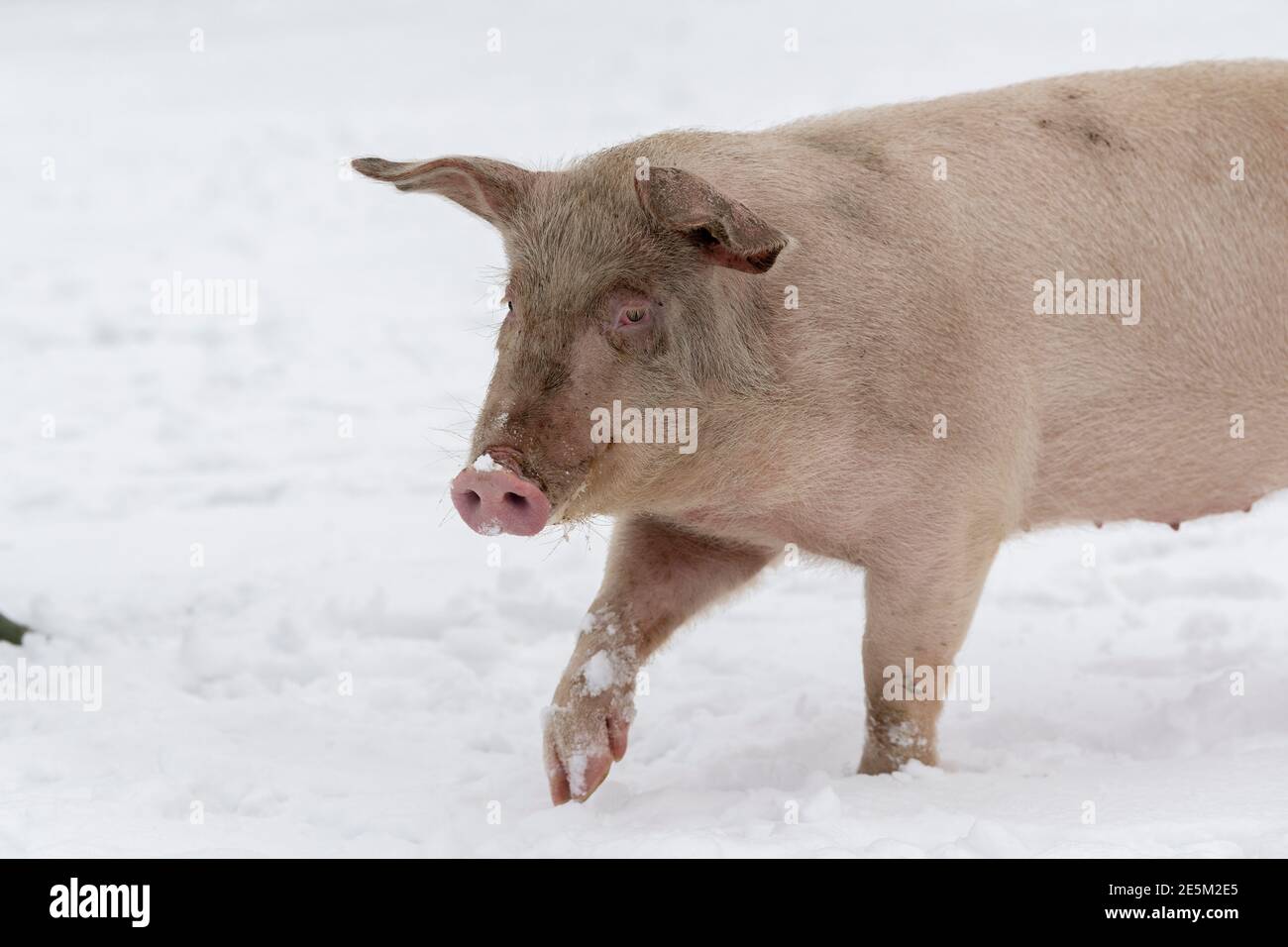 Hawes, North Yorkshire, Großbritannien. Glückliche Schweine brauchten ihre Decken sicherlich nicht für einen Galopp im Schnee, da sie sich positiv amüsieren Stockfoto