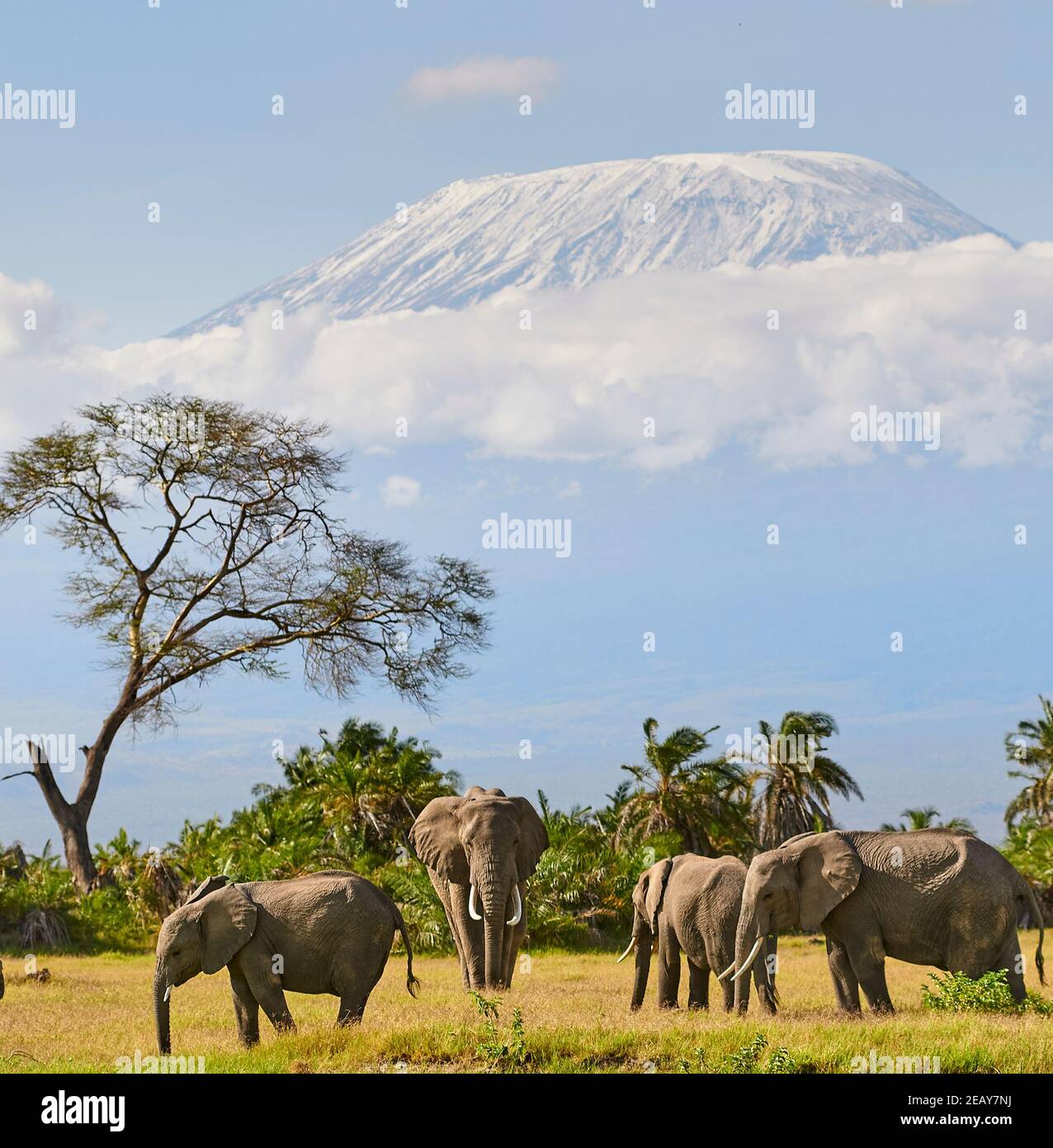 Stier Elefant (Loxodonta africana) in musth bewegt sich in kleine Herde mit schneebedeckten Kilimanjaro im Hintergrund. Amboseli Kenia Stockfoto