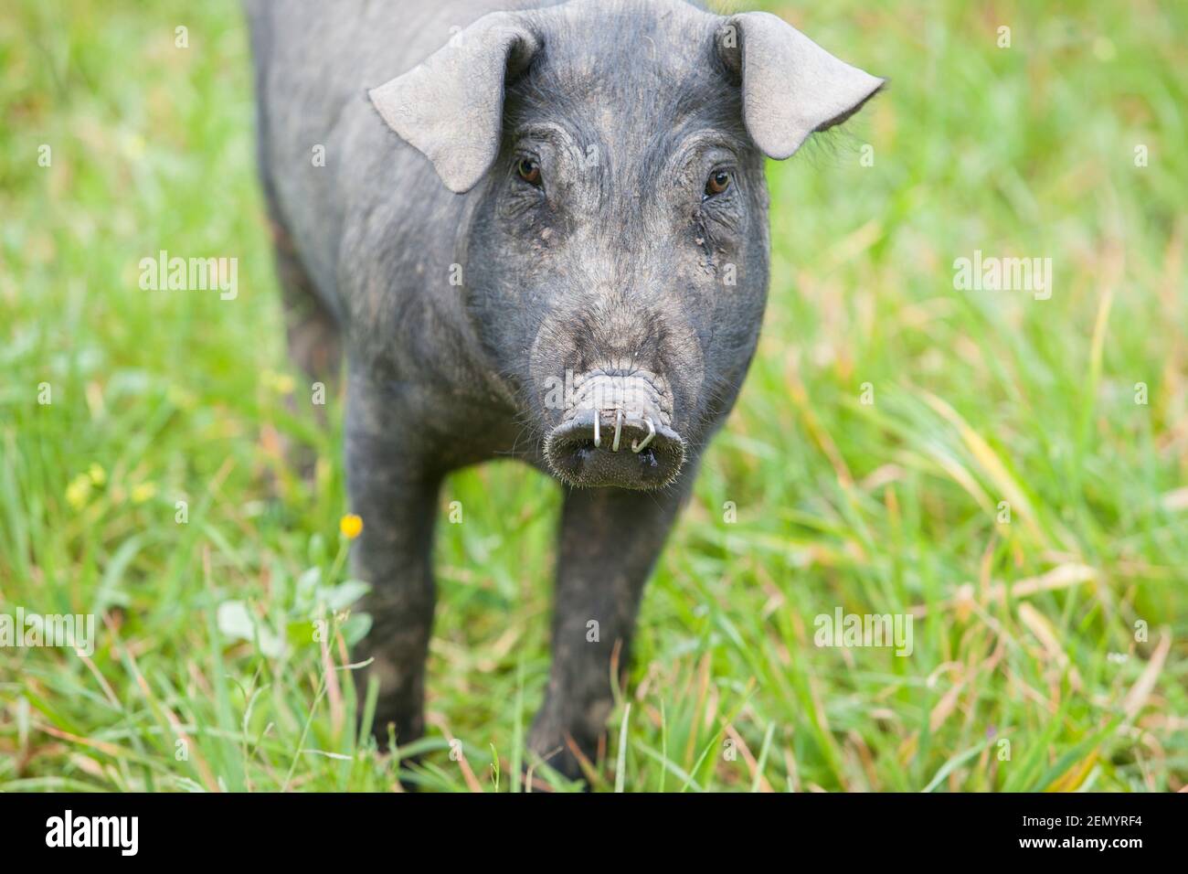 Schwarzes iberisches Ferkel läuft frei durch das hohe Gras. Badajoz Provinz, Extremadura, Spanien Stockfoto