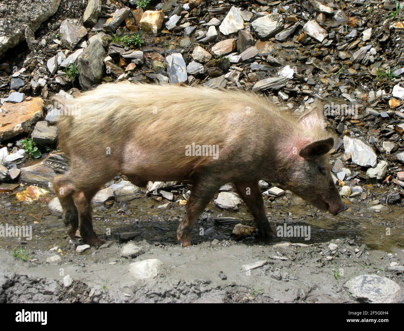 Süßes kleines Ferkel, das durch Ushguli Georgia läuft Stockfoto