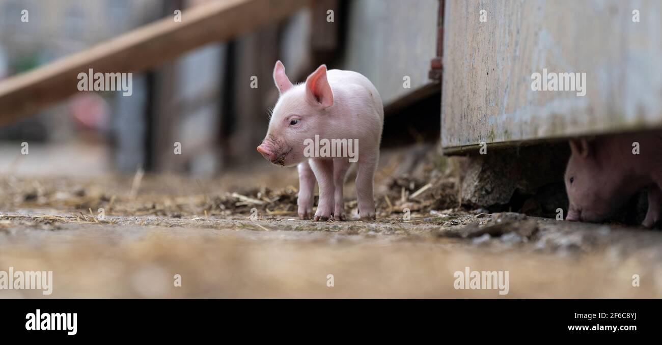 Freilandferkel, die auf einem Bauernhof herumlaufen, North Yorkshire, Großbritannien. Stockfoto