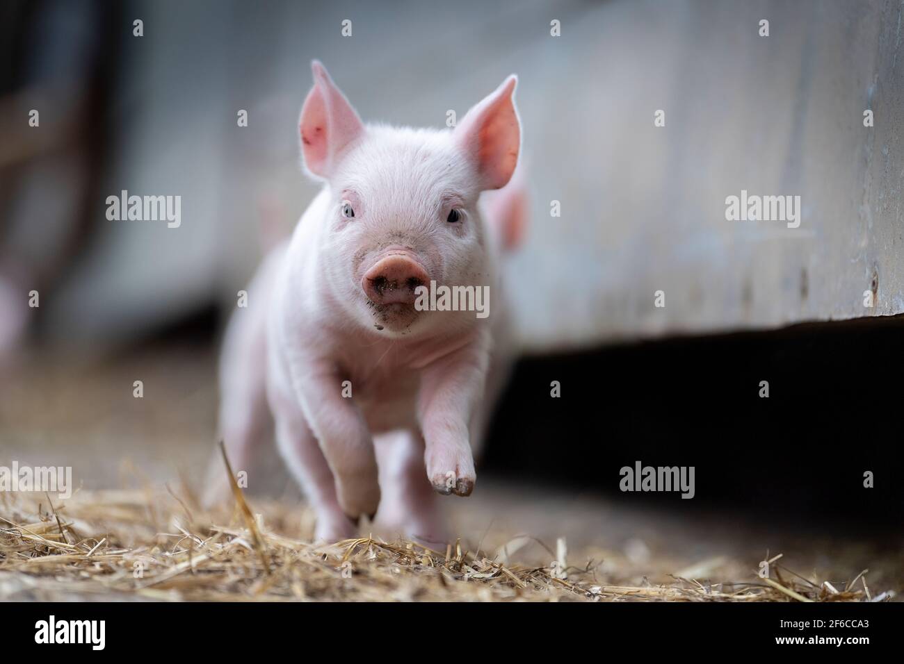 Freilandferkel, die auf einem Bauernhof herumlaufen, North Yorkshire, Großbritannien. Stockfoto