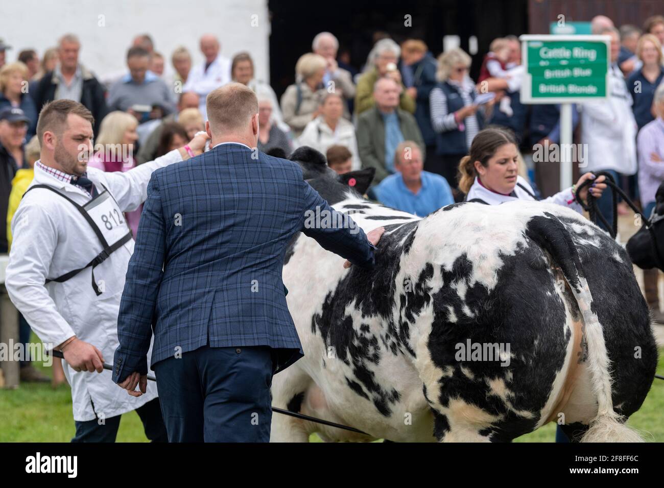 Beurteilung von britischen Blauen Rindern bei der Great Yorkshire Show, 2019. Harrogate, Großbritannien. Stockfoto