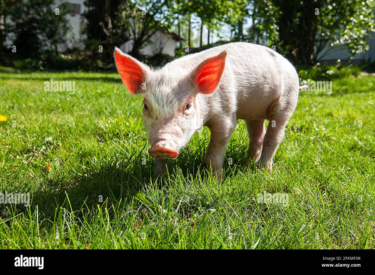 Ferkel läuft im Gras, Nordrhein-Westfalen, Deutschland Stockfoto