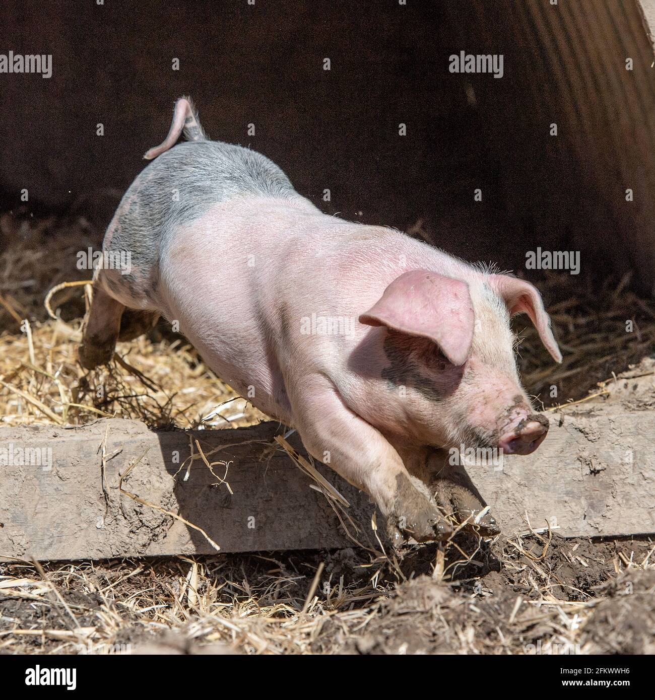 Freirange-Schweine Stockfoto