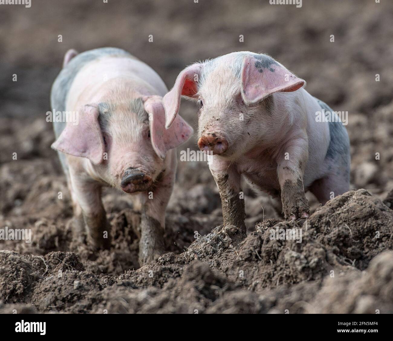 Zwei kleine Ferkel laufen auf die Kamera zu Stockfoto