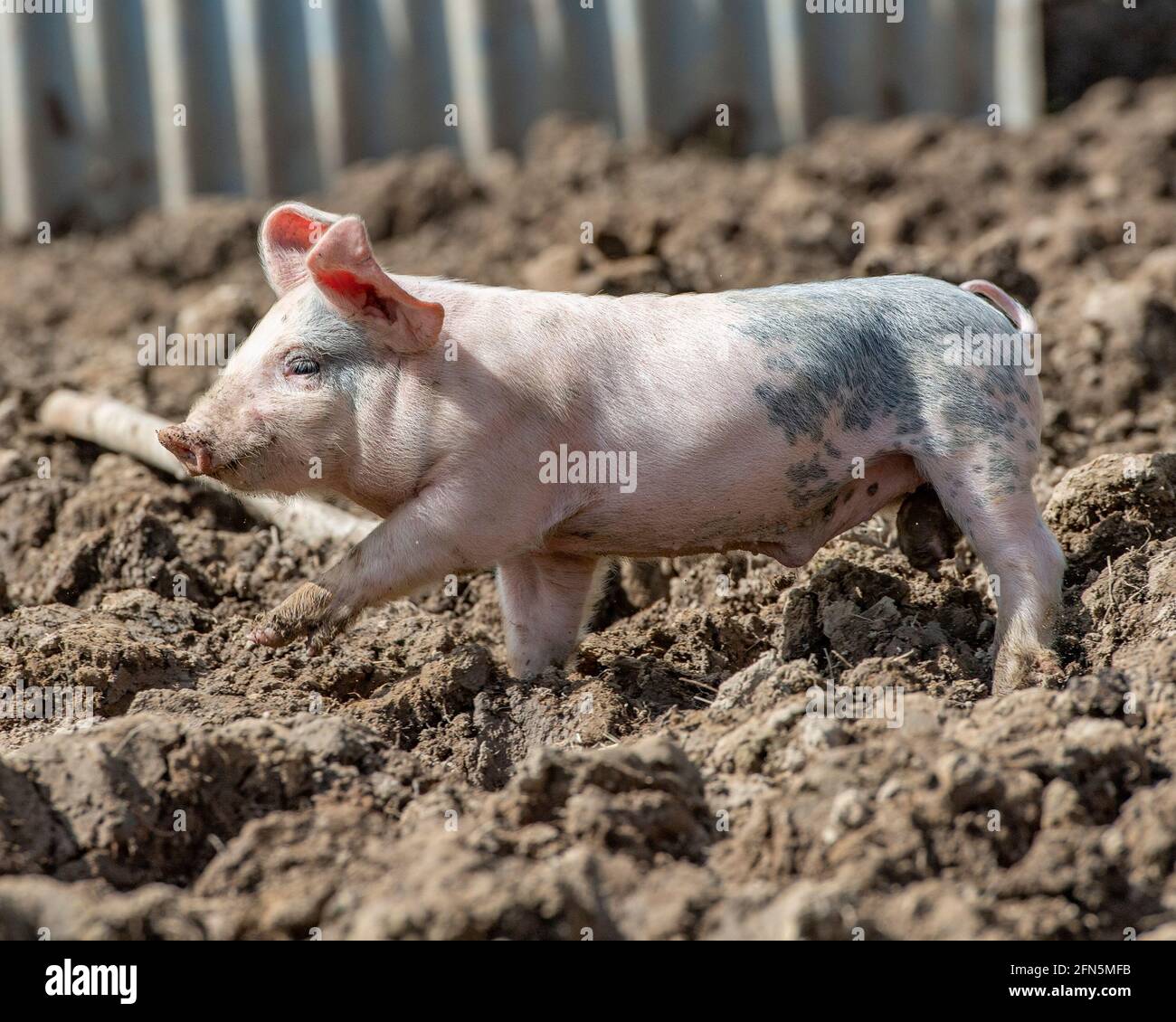 4 Wochen altes Ferkel Stockfoto