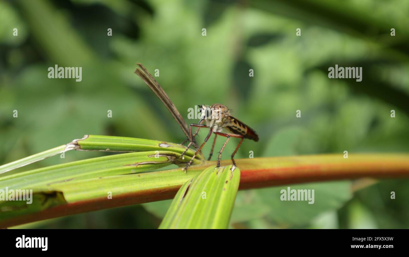 Ein furchterregend aussehendes Insekt, das Insekten frisst, verbarscht sich auf einem Verzweigen und aufmerksam zuwachen Stockfoto