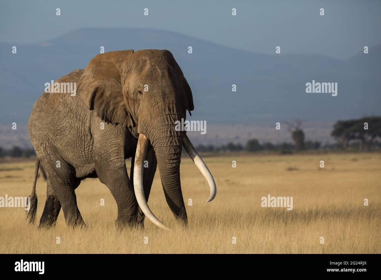 Big Tusker Elephant, Amboseli, Kenia Stockfoto