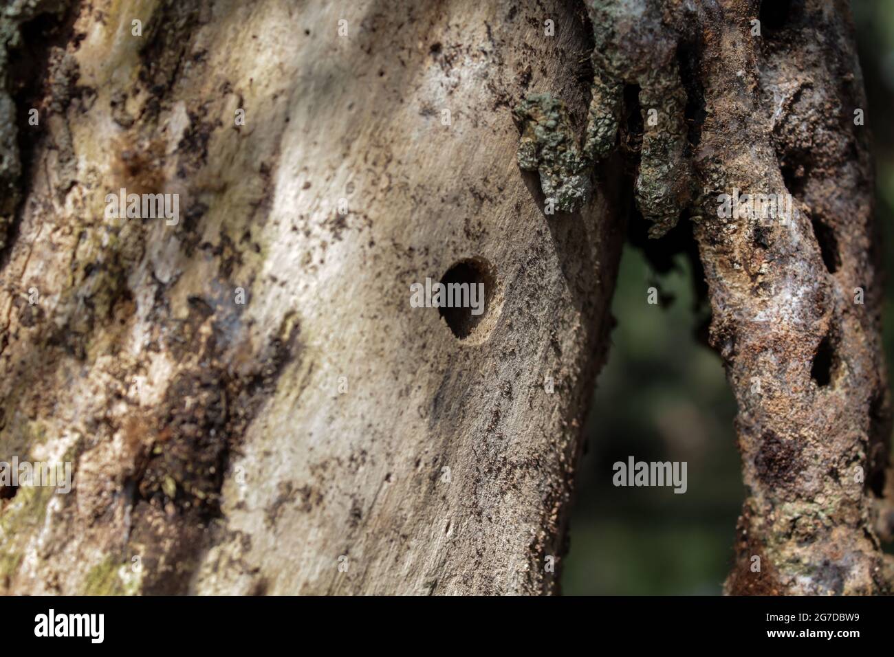 Specht-Loch im Baum Stockfoto