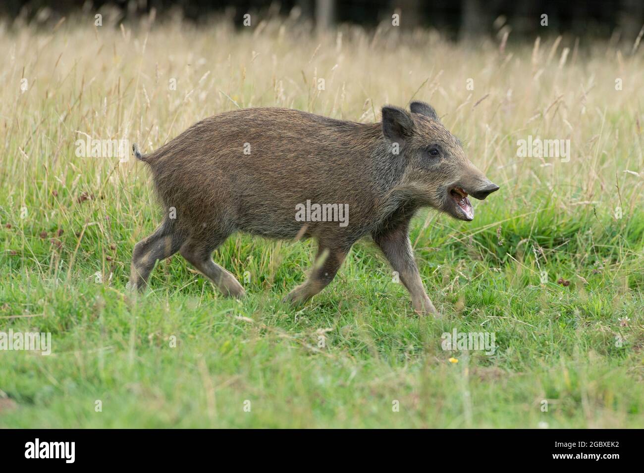 Wildschwein-Ferkel läuft Stockfoto