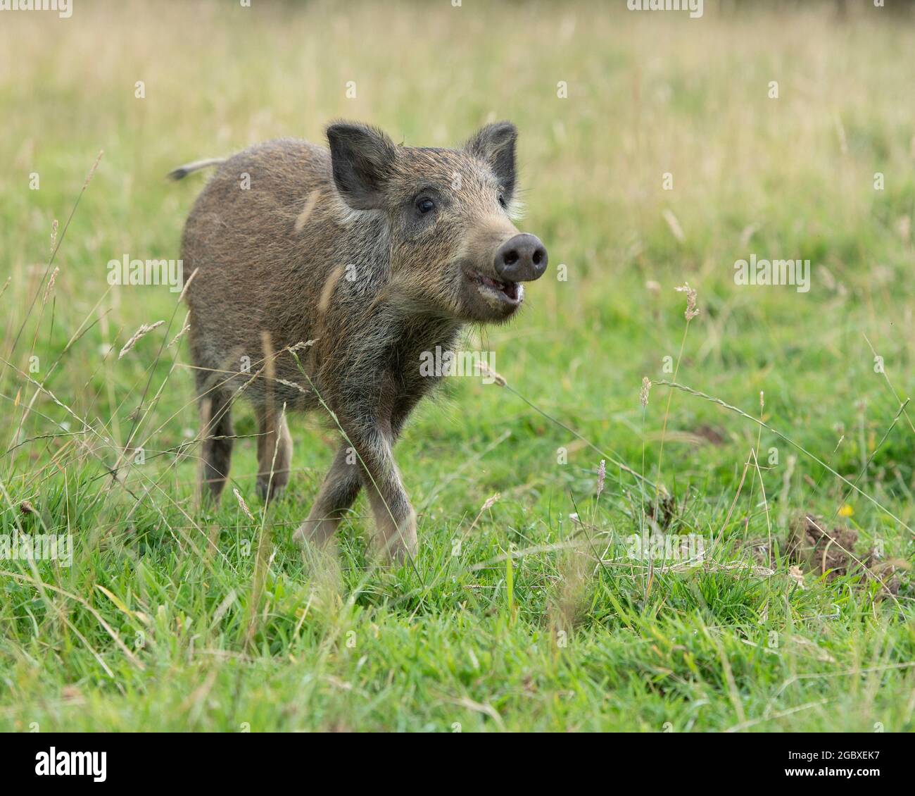 Wildschwein-Ferkel läuft Stockfoto