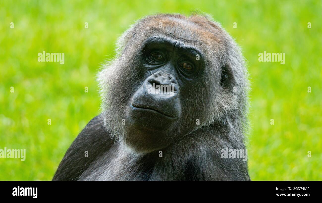 Flauschiges Gorilla-Gesicht Stockfoto