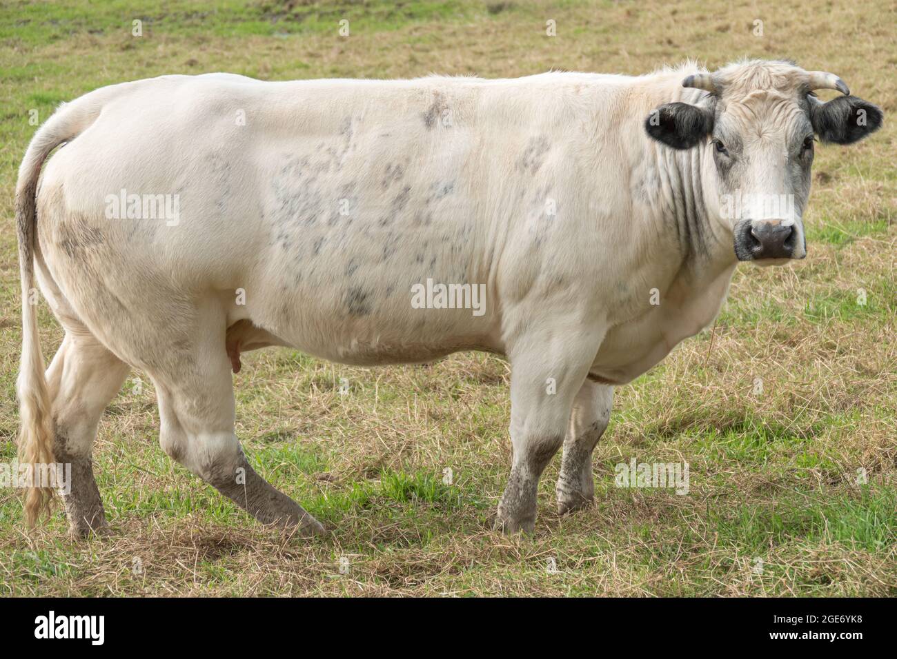 Belgische blaue Kuh im Grasfeld Stockfoto