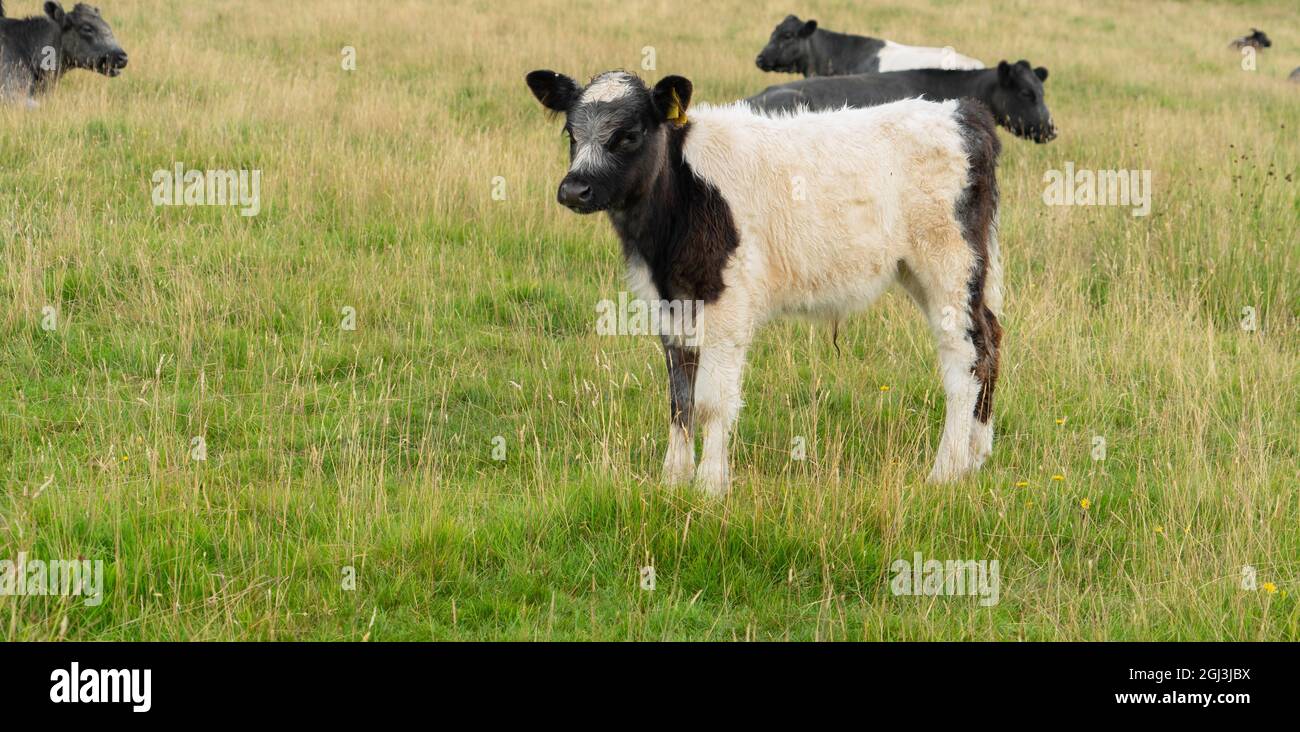 Blaue Belgier Kalb Stockfoto