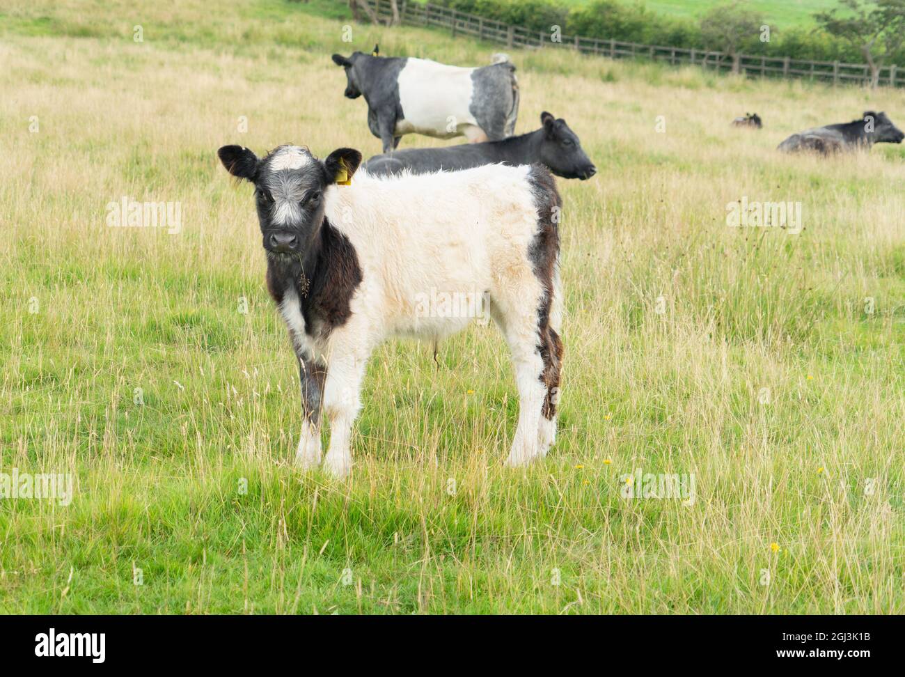 Blaue Belgier Kalb Stockfoto