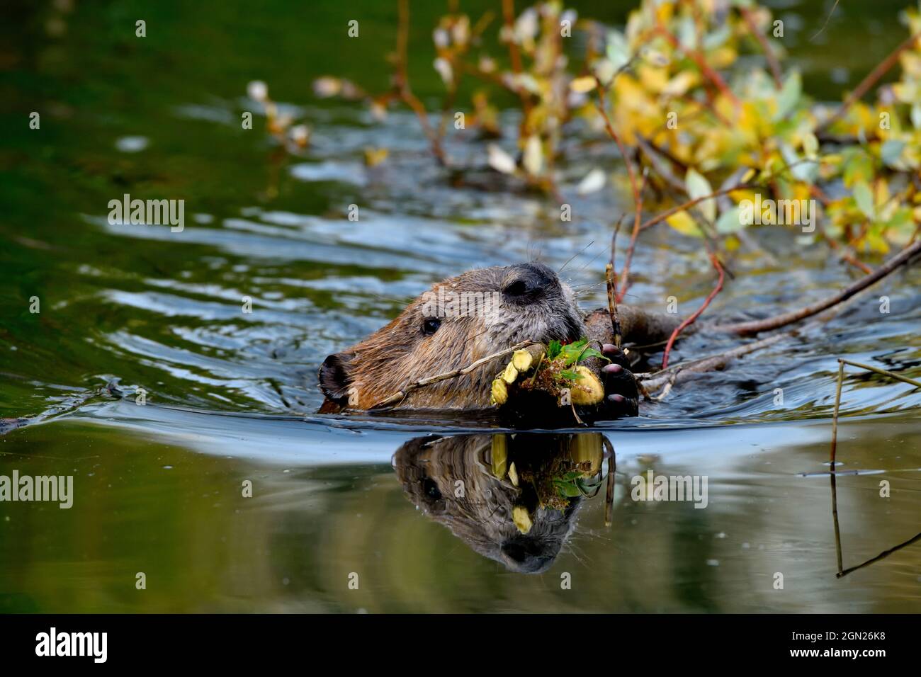 Ein ausgewachsener Biber, „Castor canadensis“, zieht eine Ladung Weidenzweige durch die ruhigen Gewässer seines Biberlebensraums im ländlichen Alberta, Kanada. Stockfoto