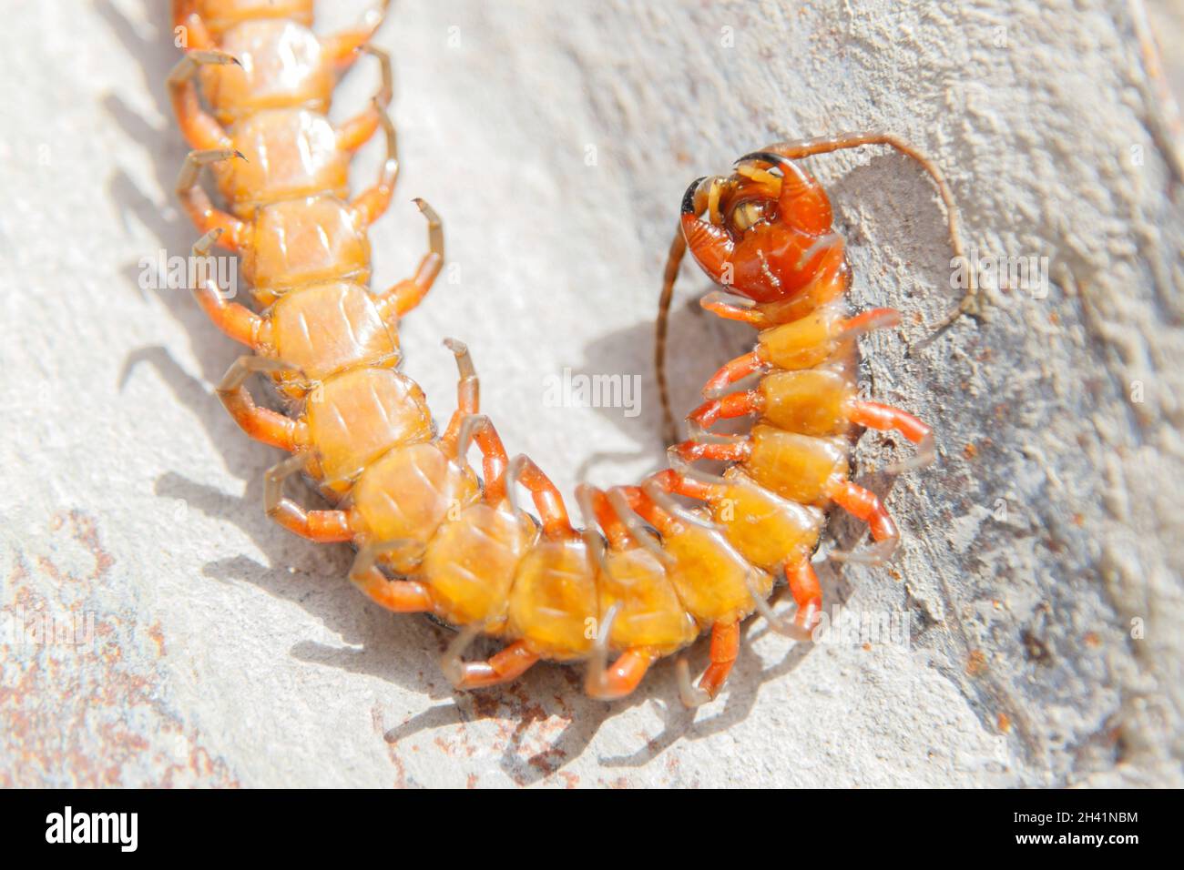 Unterseite eines großen Tausendfüßler Stockfoto