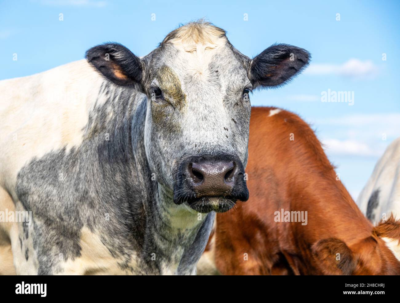 Gesicht von muskulöser Rinderkuh, Blick auf die Kamera, ruhiger Blick, schwarze Nase, Vorderansicht grau und weiß Stockfoto