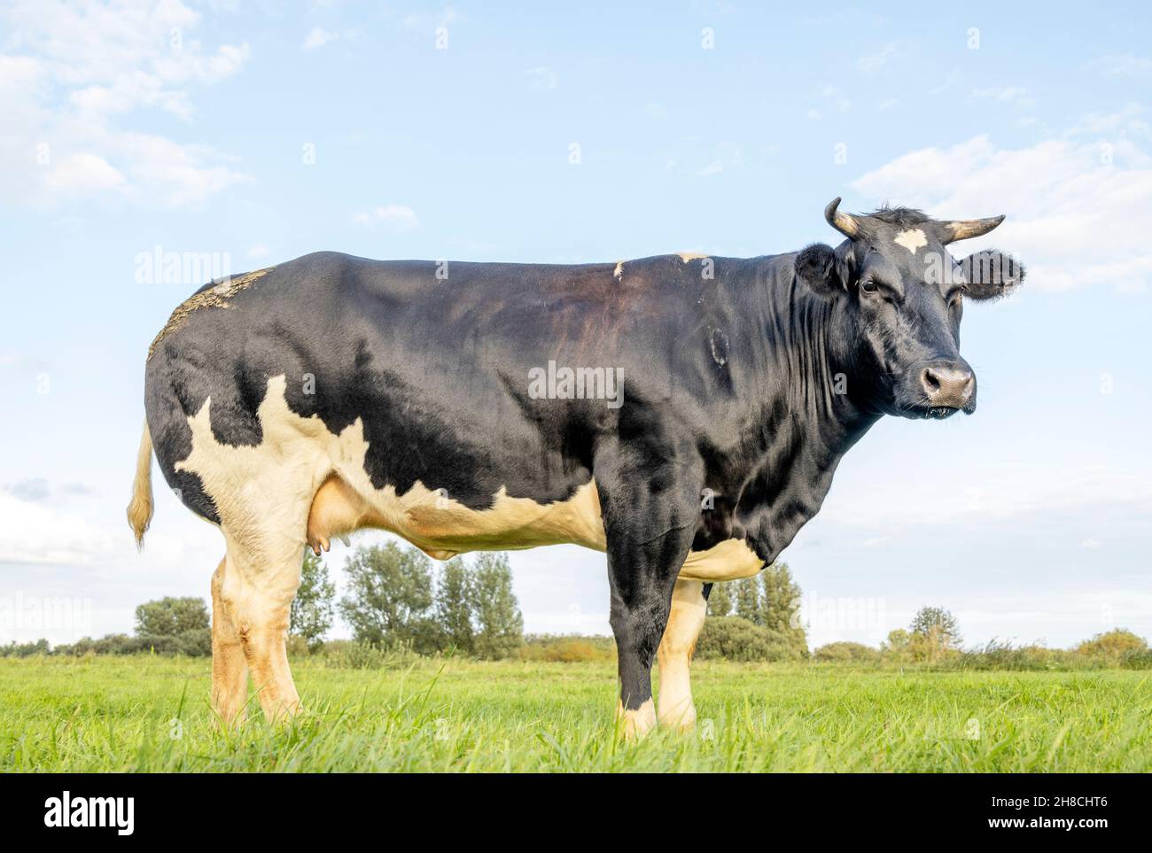 Kuh für zwei Zwecke, Molkerei und Rindfleisch in den Niederlanden, Seitenansicht, stehend auf grünem Gras auf einer Wiese, im Hintergrund ein blauer Himmel. Stockfoto