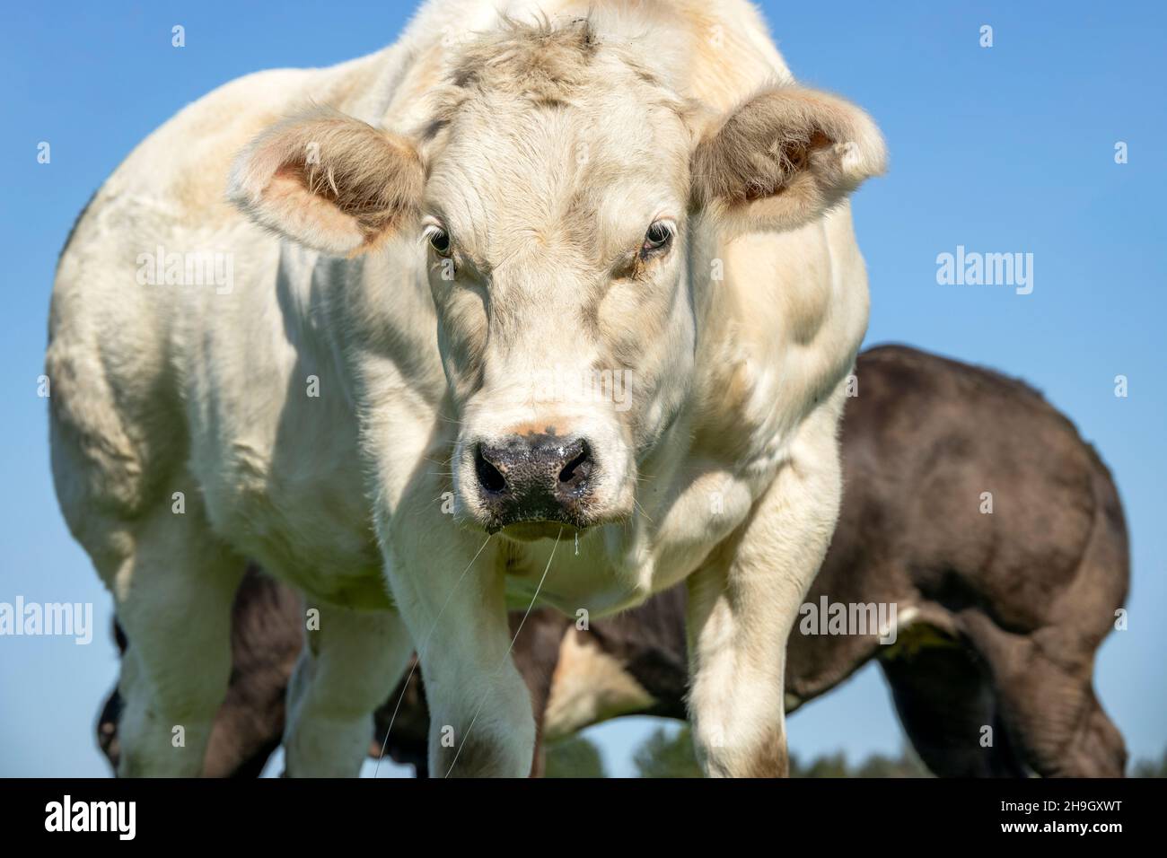 Muskulöse Rinderkuh, die sich dem Gehen nähert und die Kamera anschaut Stockfoto