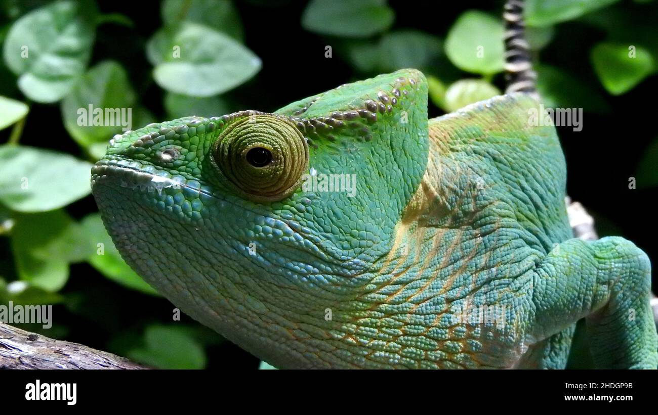 Reptilien, Chamäleon, Reptilien, Chamäleons Stockfoto