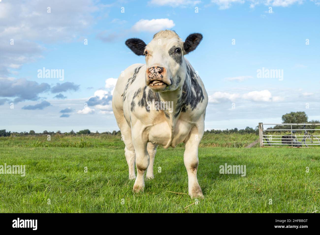 Muskulöse Rindskuh, frech weiß mit schwarzen Punkten, entgegenkommend auf einer Wiese und mit einer rosa Nase auf die Kamera blickend. Stockfoto