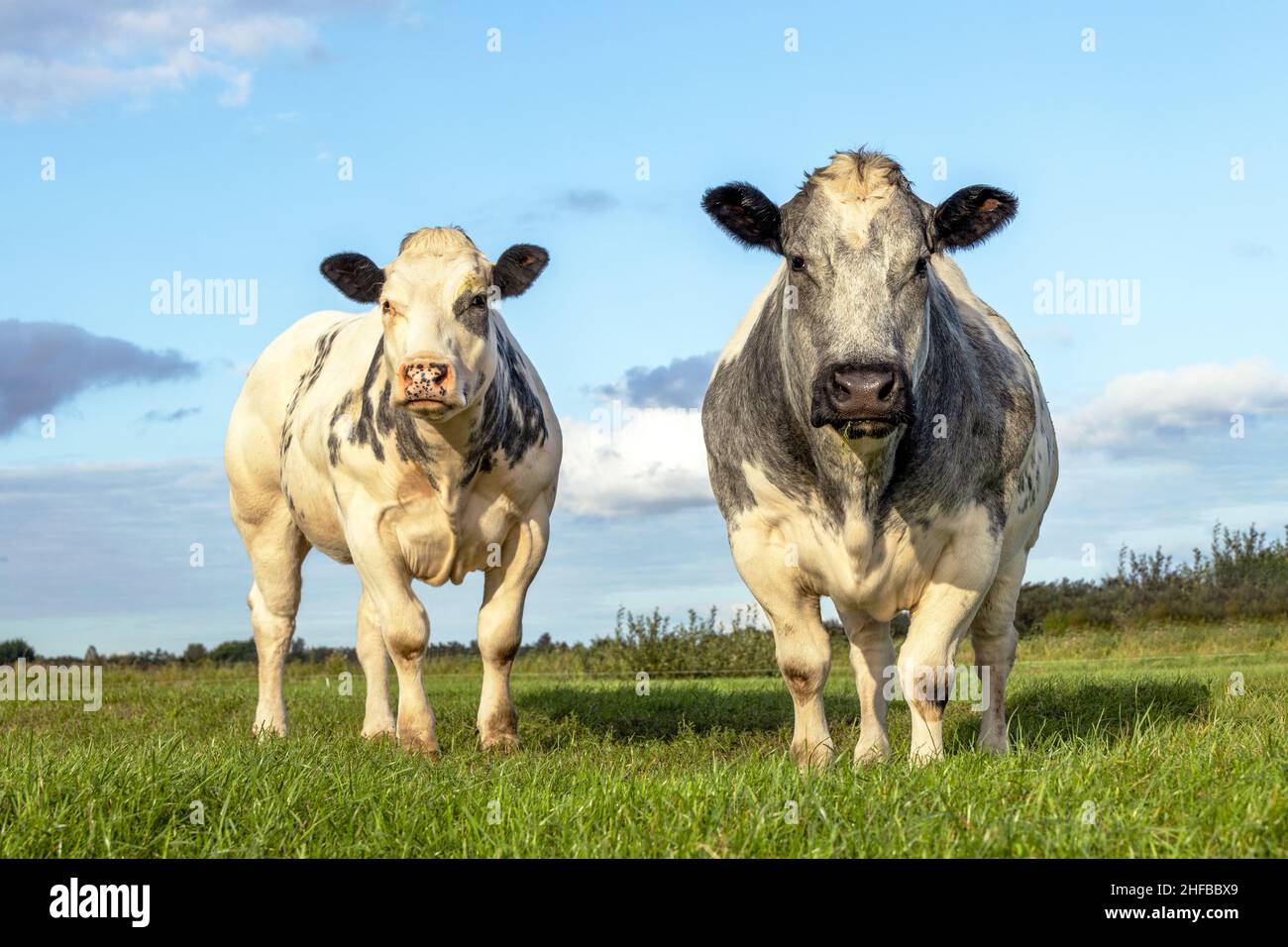 Zwei weiße Rinderkühe, Fleischkühe, die nebeneinander auf einem Feld stehen und schauen Stockfoto