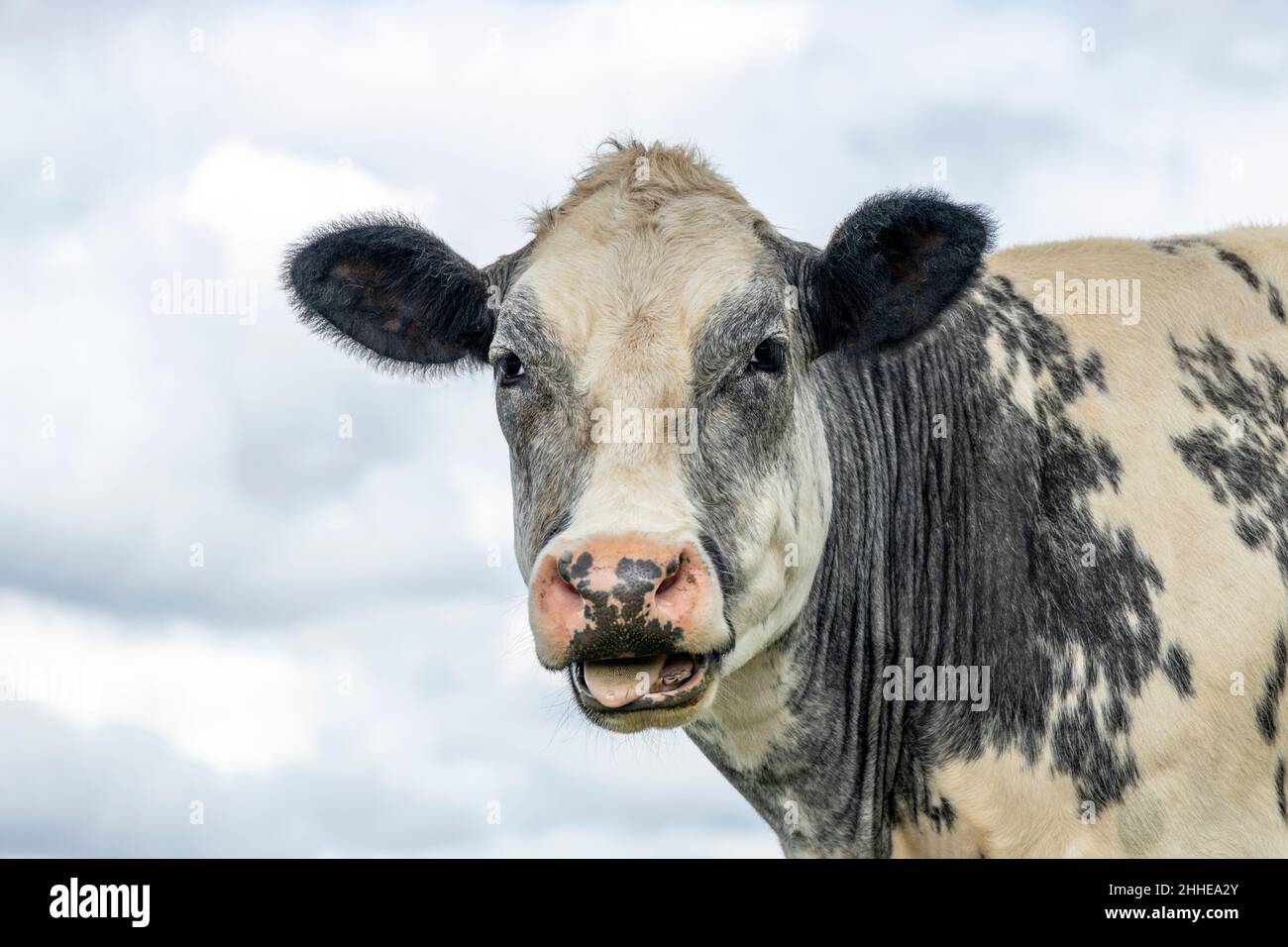 Süße Kuh leckt ihre Lippen mit ihrer Zunge weit draußen und einem bewölkten Himmel Hintergrund Stockfoto