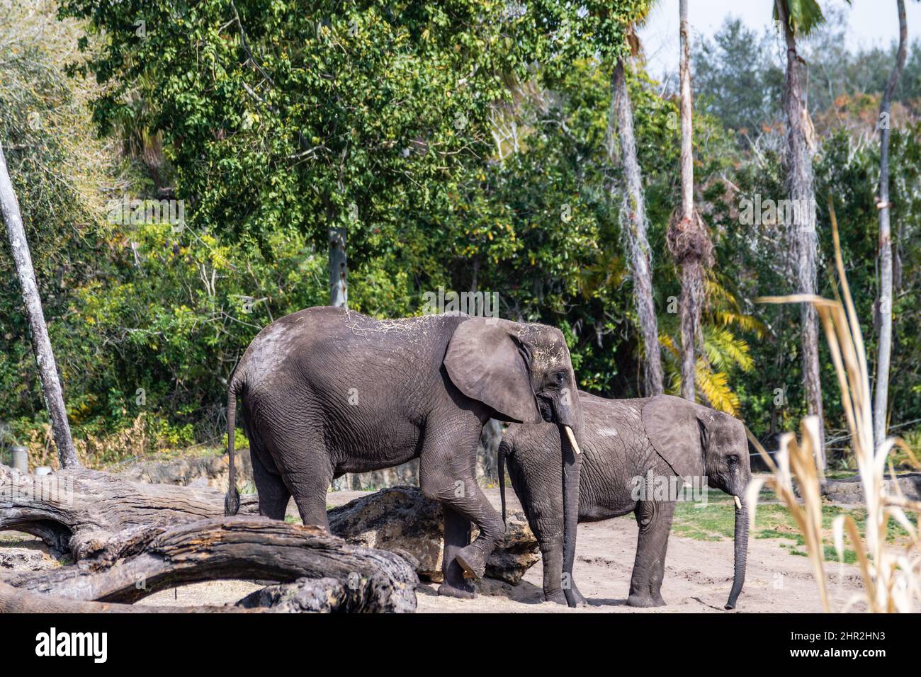 Zwei afrikanische Elefanten, die sich auf die Paarung vorbereiten Stockfoto