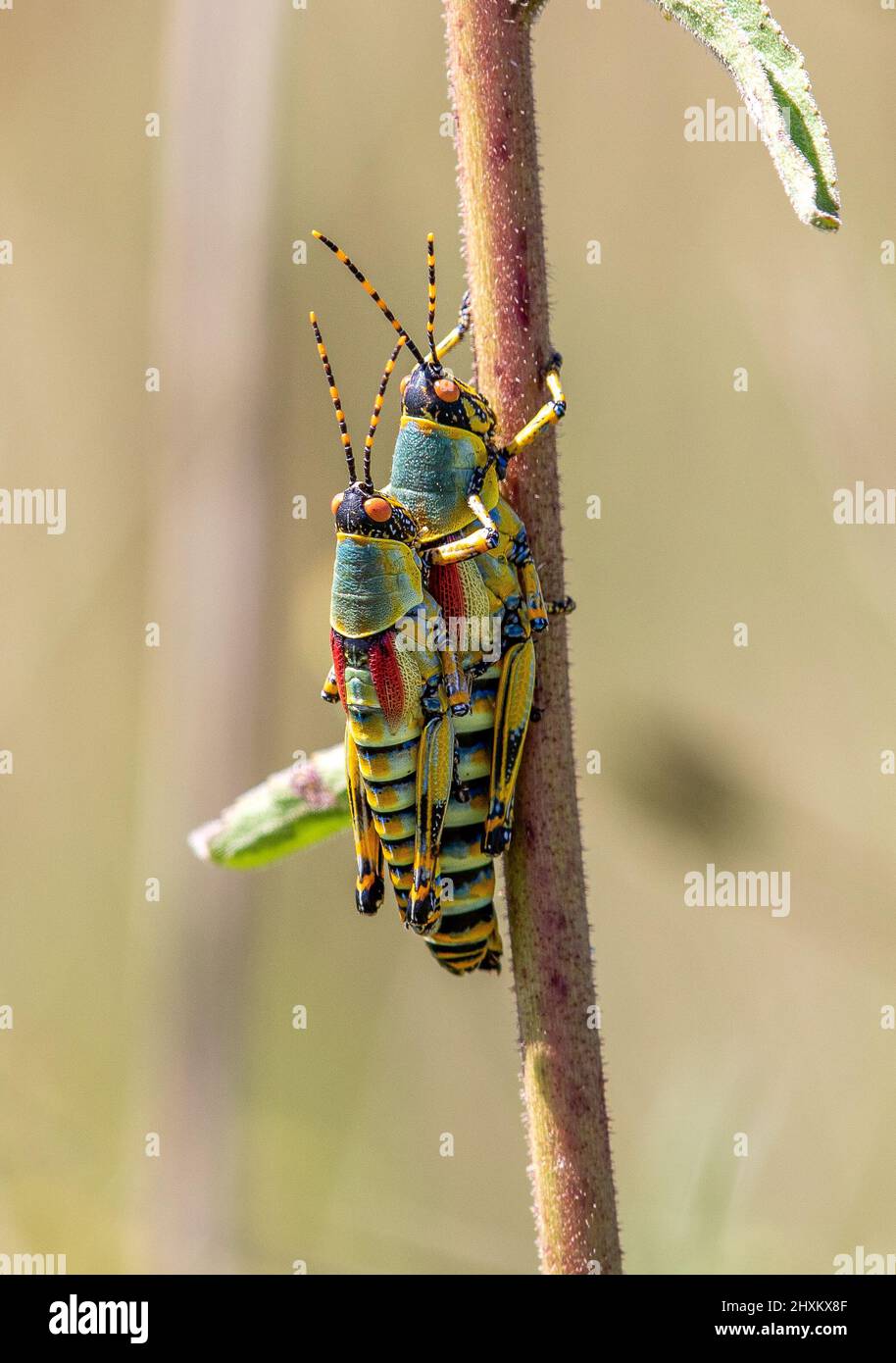 Elegante Grasshopper, die sich paaren, Pilanesberg National Park Stockfoto