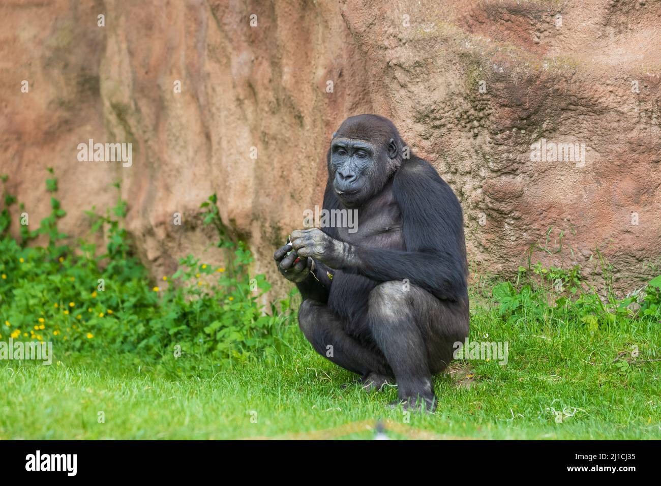 Gorilla - Porträt einer erwachsenen Frau in der Wildnis. Stockfoto