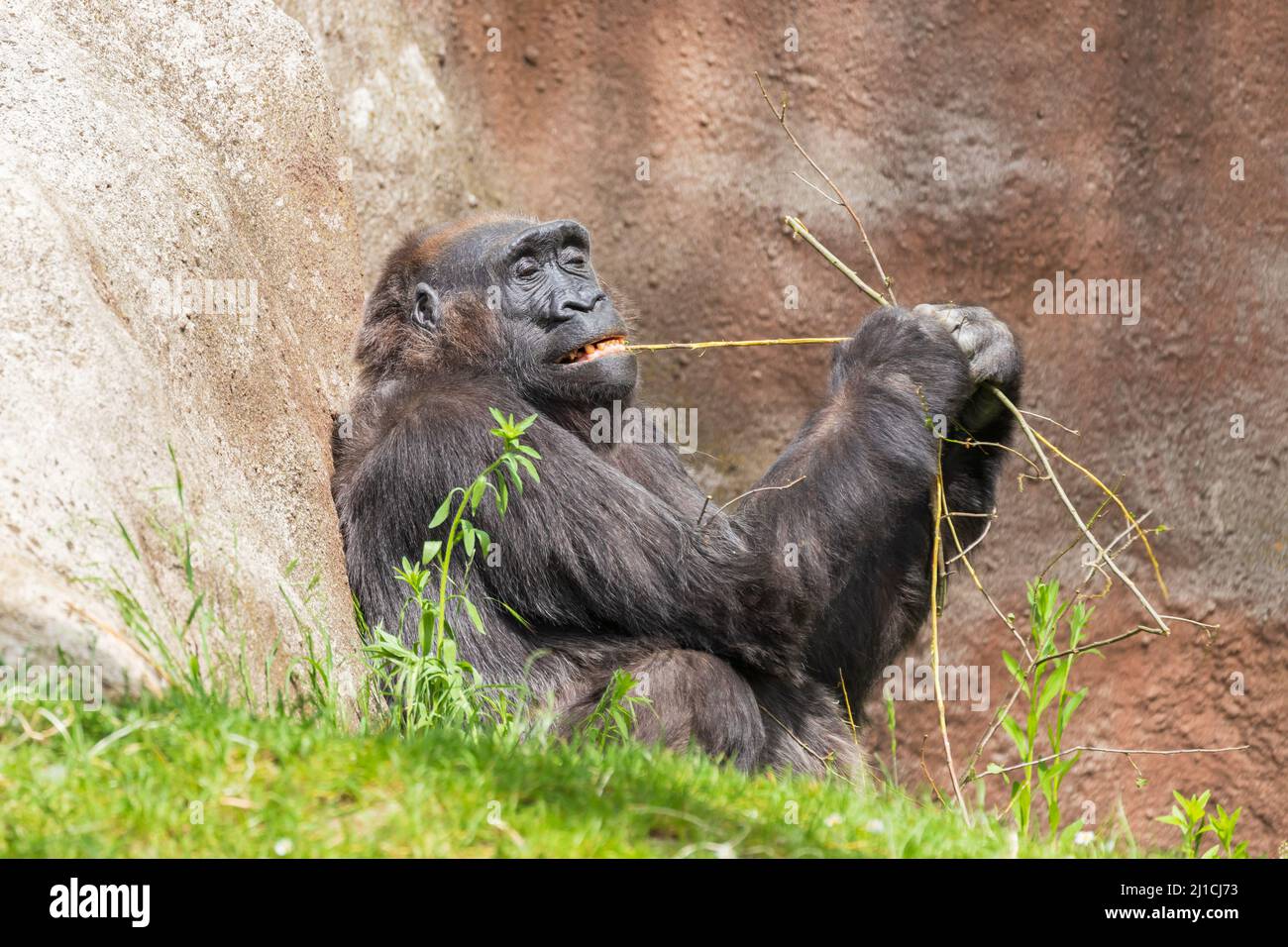 Gorilla - Porträt eines erwachsenen Affen in seinem natürlichen Lebensraum. Stockfoto